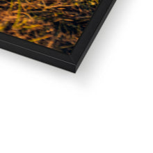 Load image into Gallery viewer, 250 TR Horse Framed Print
