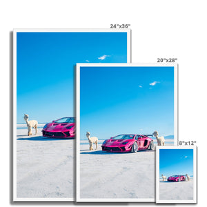 Liberty Walk Alpacas 2 Framed Print