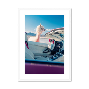 Aventador Alpaca Framed & Mounted Print