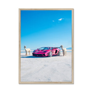 Liberty Walk Alpacas 2 Framed Print