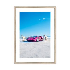 Liberty Walk Alpacas 2 Framed & Mounted Print