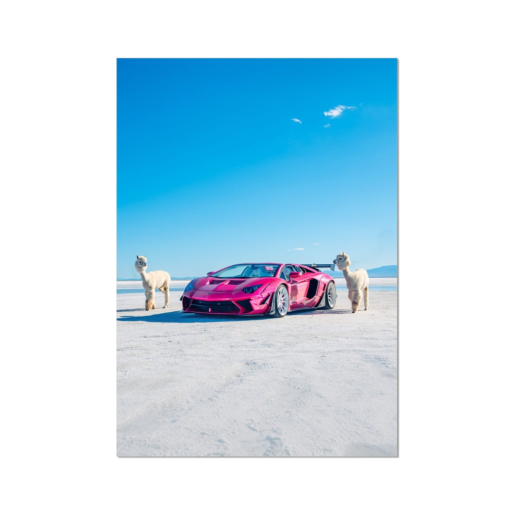 Liberty Walk Alpacas 2 Photo Art Print