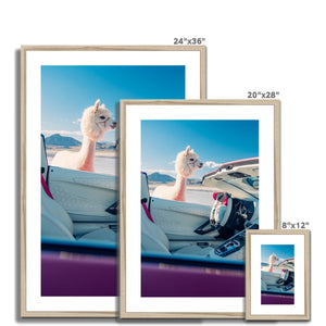 Aventador Alpaca Framed & Mounted Print