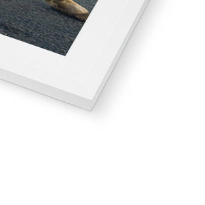 Jaguar D-Type Framed & Mounted Print