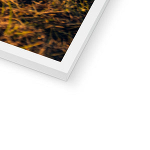 250 TR Horse Framed Print