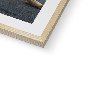 Jaguar D-Type Framed & Mounted Print