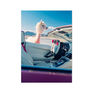 Aventador Alpaca Photo Art Print